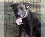 Small Labrador Retriever Mix