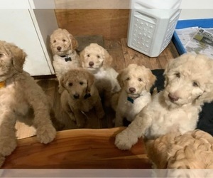 Goldendoodle Puppy for sale in FLANDERS, NY, USA