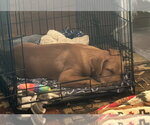 Small #3 Mutt