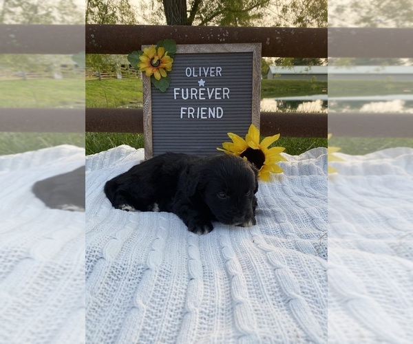 Medium Photo #2 Aussiedoodle Miniature  Puppy For Sale in BLOOMFIELD, IN, USA