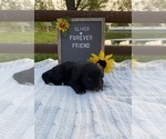 Small #1 Aussiedoodle Miniature 
