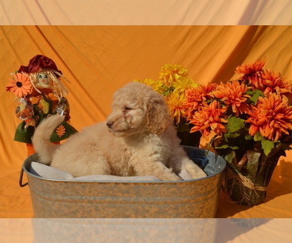 Medium Photo #10 Poodle (Standard) Puppy For Sale in COVINGTON, GA, USA