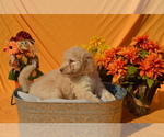 Small Photo #10 Poodle (Standard) Puppy For Sale in COVINGTON, GA, USA