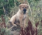 Small #5 Great Pyrenees-Rottweiler Mix