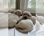 Small #9 Labrador Retriever