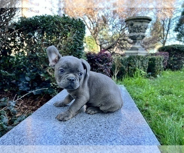 Medium Photo #232 French Bulldog Puppy For Sale in HAYWARD, CA, USA