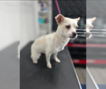 Small #4 Chihuahua Mix