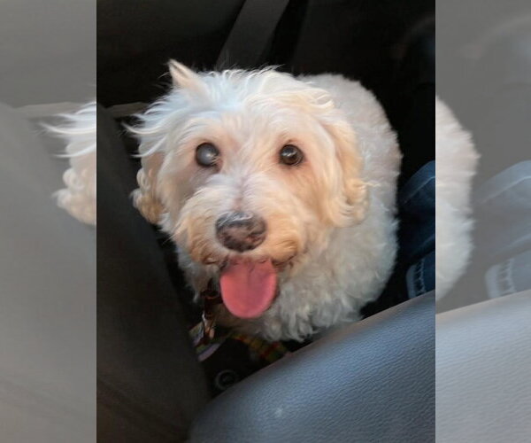 Medium Photo #4 Maltese-Unknown Mix Puppy For Sale in Escondido, CA, USA