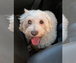 Small #3 Maltese Mix