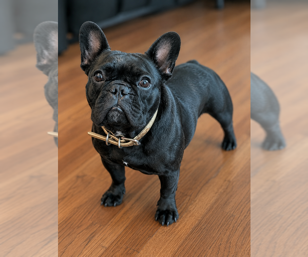 Medium Photo #1 French Bulldog Puppy For Sale in WEST CHESTER, PA, USA