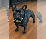 Small Photo #1 French Bulldog Puppy For Sale in WEST CHESTER, PA, USA