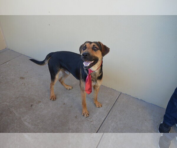Medium Photo #2 Mutt Puppy For Sale in McKinney, TX, USA