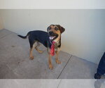 Small #1 Mutt