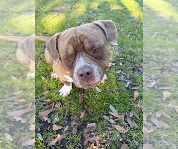 Medium Photo #2 American Staffordshire Terrier-Unknown Mix Puppy For Sale in Dallas, TX, USA