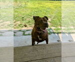 Small #47 American Staffordshire Terrier-Boxer Mix