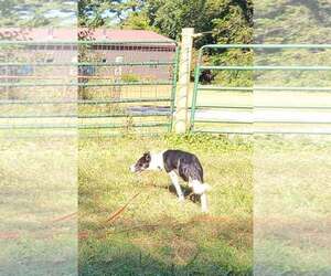 Scout - Male Border Collie Dog for Adoption - Photo #14