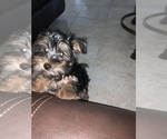 Small Photo #6 Yorkshire Terrier Puppy For Sale in TSN, AZ, USA