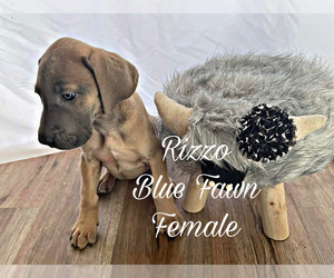 Great Dane Puppy for sale in SALTVILLE, VA, USA