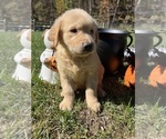 Image preview for Ad Listing. Nickname: AKC Ready to Go
