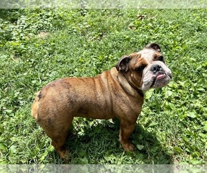 English Bulldog Puppy for sale in SILVER SPRING, MD, USA