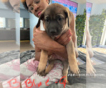 Puppy Puppy 8 Belgian Malinois-Boerboel Mix