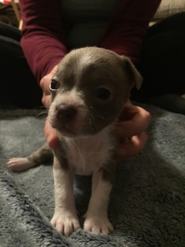 Medium Photo #1 Boston Huahua Puppy For Sale in VINELAND, NJ, USA