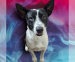 Small #2 American Pit Bull Terrier Mix