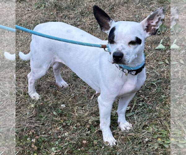 Medium Photo #3 French Bulldog-Rat Terrier Mix Puppy For Sale in Batavia, OH, USA
