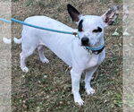 Small #2 French Bulldog-Rat Terrier Mix