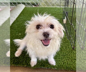 Mutt Dogs for adoption in Marina Del Rey, CA, USA