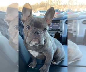 French Bulldog Puppy for sale in ROSEDALE, MD, USA