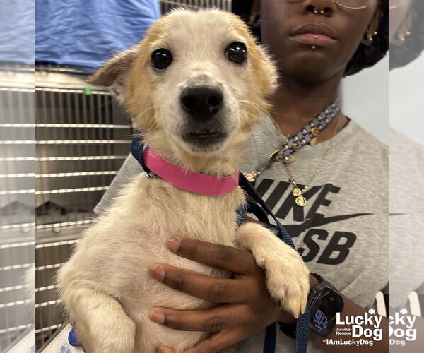 Medium Photo #4 Jack Russell Terrier-Unknown Mix Puppy For Sale in Washington, DC, USA