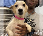 Small #3 Jack Russell Terrier Mix