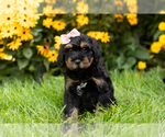Small Photo #5 Miniature Bernedoodle-Poodle (Miniature) Mix Puppy For Sale in TOPEKA, IN, USA