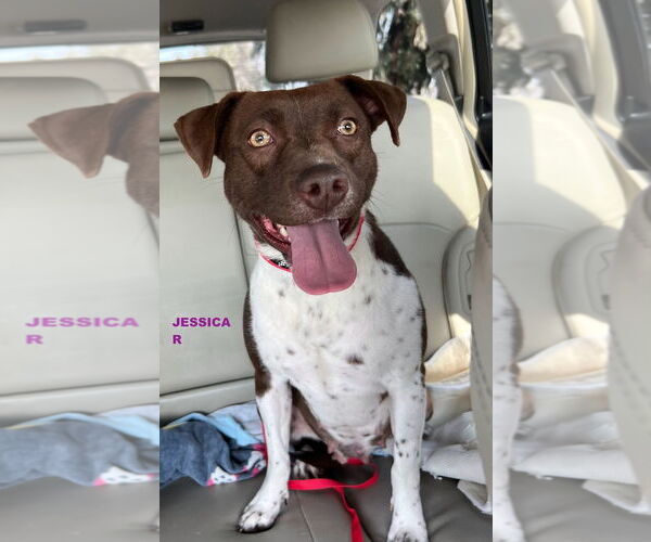 Medium Photo #5 Pointer-Unknown Mix Puppy For Sale in Woodland Hills, CA, USA