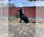 Small Photo #50 German Shepherd Dog Puppy For Sale in HAYWARD, CA, USA