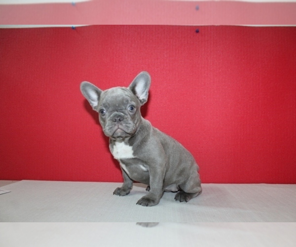 Medium Photo #1 French Bulldog Puppy For Sale in HIALEAH, FL, USA