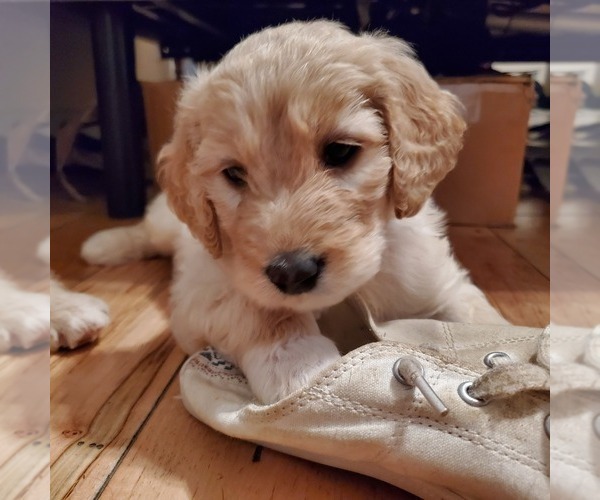 Medium Photo #4 Goldendoodle Puppy For Sale in LAWRENCEVILLE, GA, USA