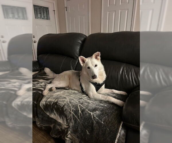 Medium Photo #2 Unknown-white german shepherd Mix Puppy For Sale in Hoffman Estates, IL, USA