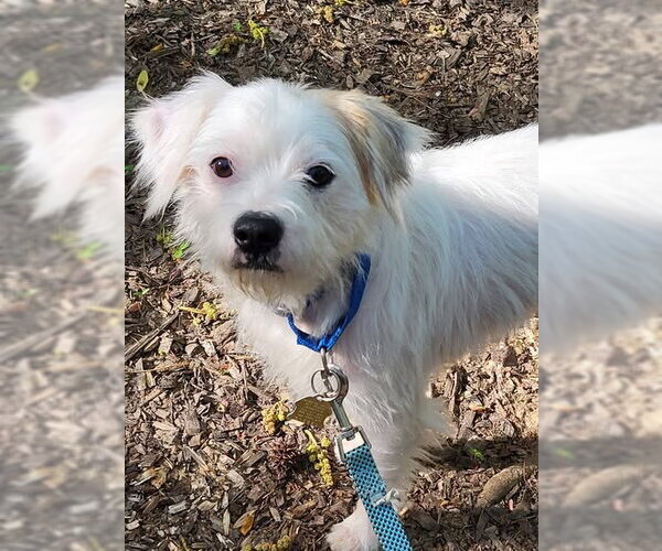 Medium Photo #2 Mutt Puppy For Sale in Ellijay, GA, USA