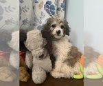 Litter of 4 - Male(s) and Female(s) Cockapoo (Miniature)Litter of Puppies for Sale - Photo #23
