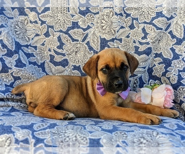 Medium Photo #7 Boerboel Puppy For Sale in OXFORD, PA, USA