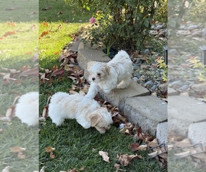 Maltese Puppy for sale in LA VISTA, NE, USA