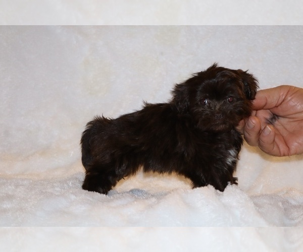 Medium Photo #5 ShihPoo Puppy For Sale in DYERSBURG, TN, USA