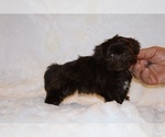 Small #4 ShihPoo
