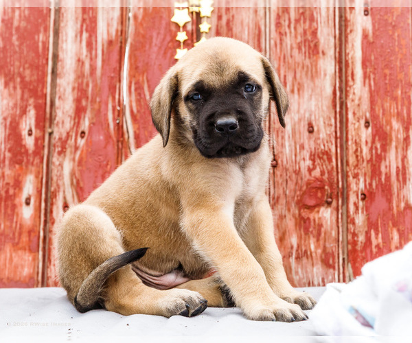 Medium Photo #13 Mastiff Puppy For Sale in WAKARUSA, IN, USA
