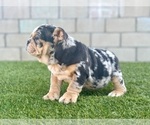 Small Photo #32 English Bulldog Puppy For Sale in COLORADO SPRINGS, CO, USA