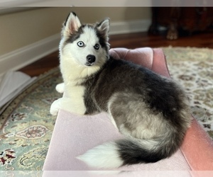 Pomsky-Siberian Husky Mix Puppy for Sale in WINDERMERE, Florida USA