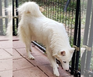 Siberian Husky Puppy for sale in SANDY HOOK, KY, USA
