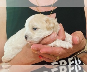 Maltipoo Puppy for Sale in LABELLE, Florida USA